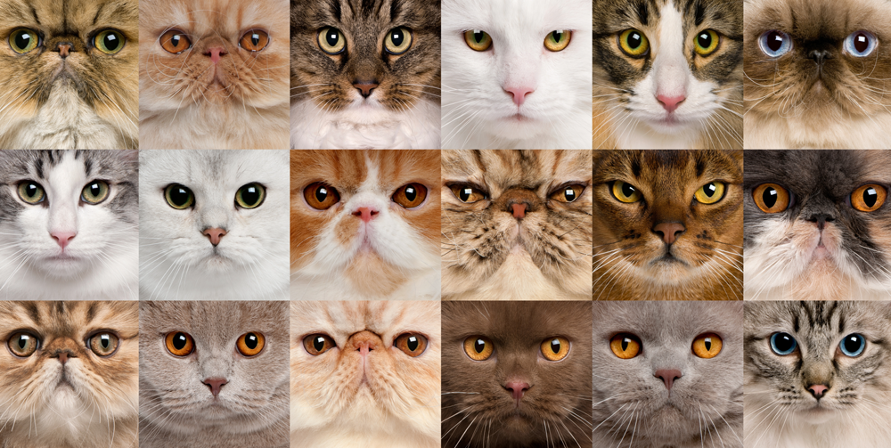 All CAT Breeds