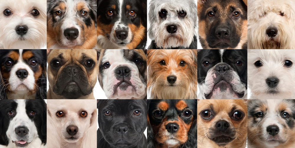 All DOG Breeds