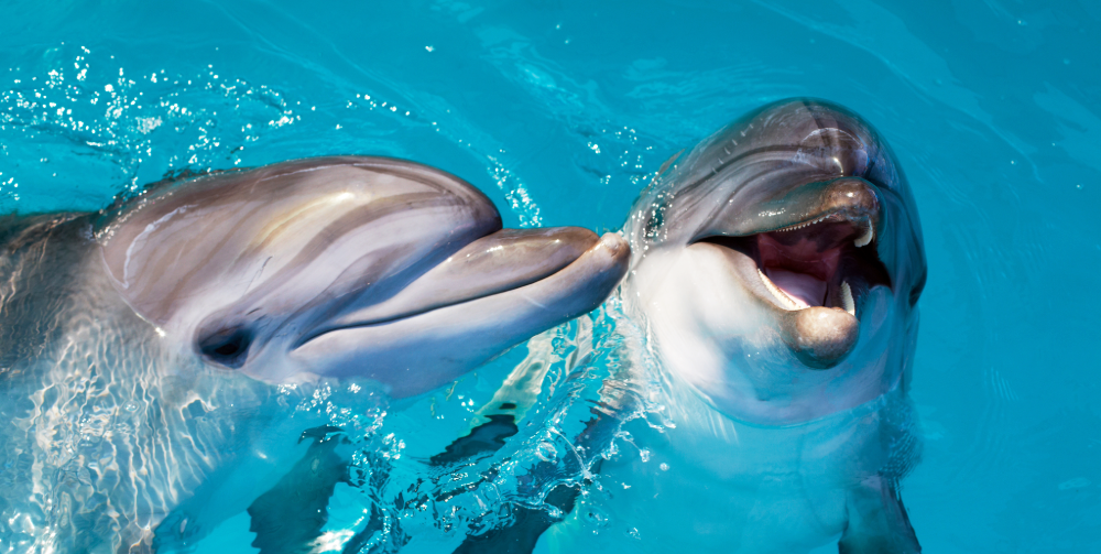 Why dolphins can not live in CAPTIVITY