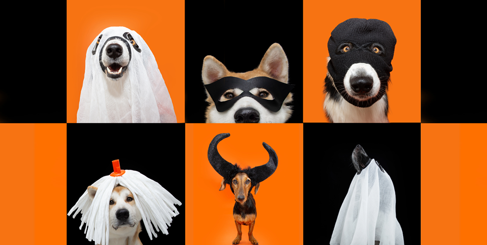 LAST-MINUTE Pet Halloween Costume Ideas