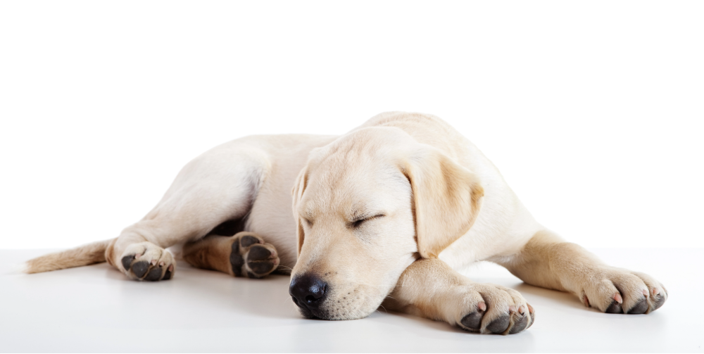 5 reasons dogs fall asleep so QUICKLY