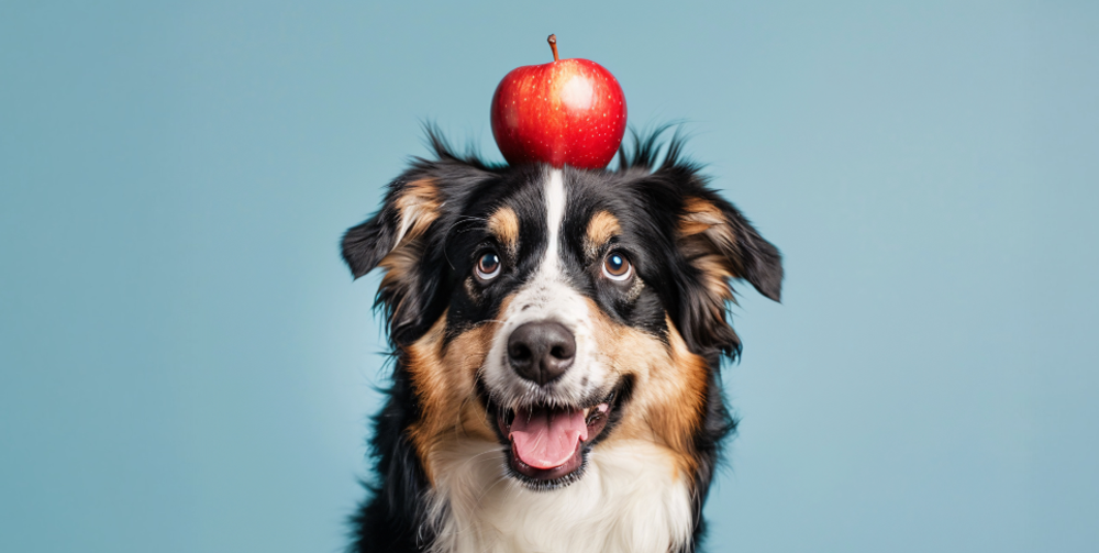 A dog with an apple
