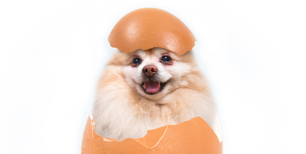 Dogs and eggs