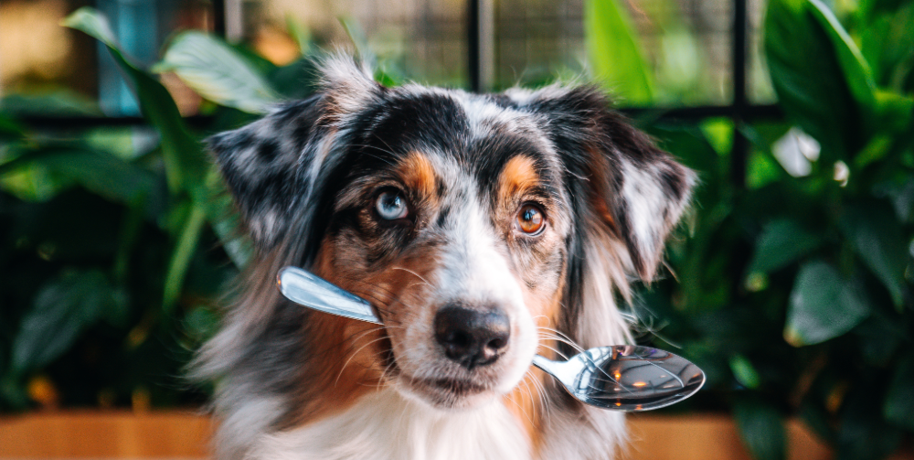 10 Human FOODS you can SHARE with your DOG