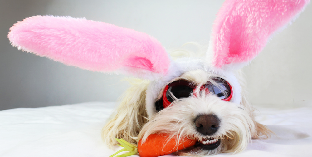 Dog crunching on a carrot