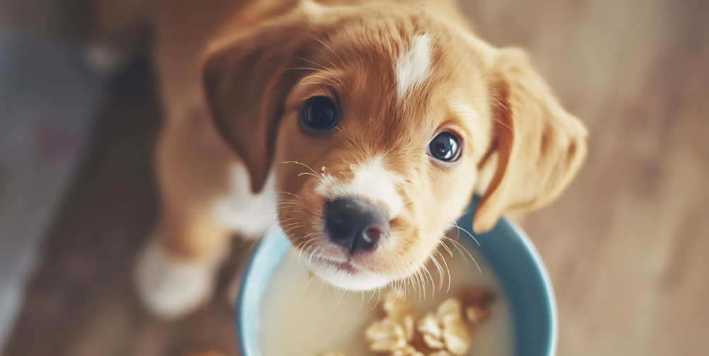 Puppy eating oatmeal