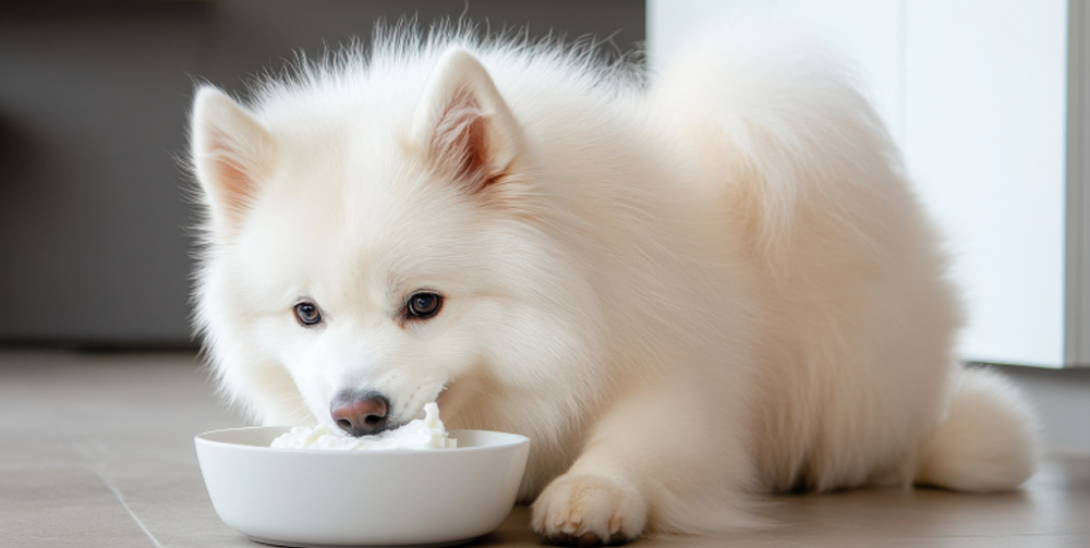 Puppy eating plain yoghurt